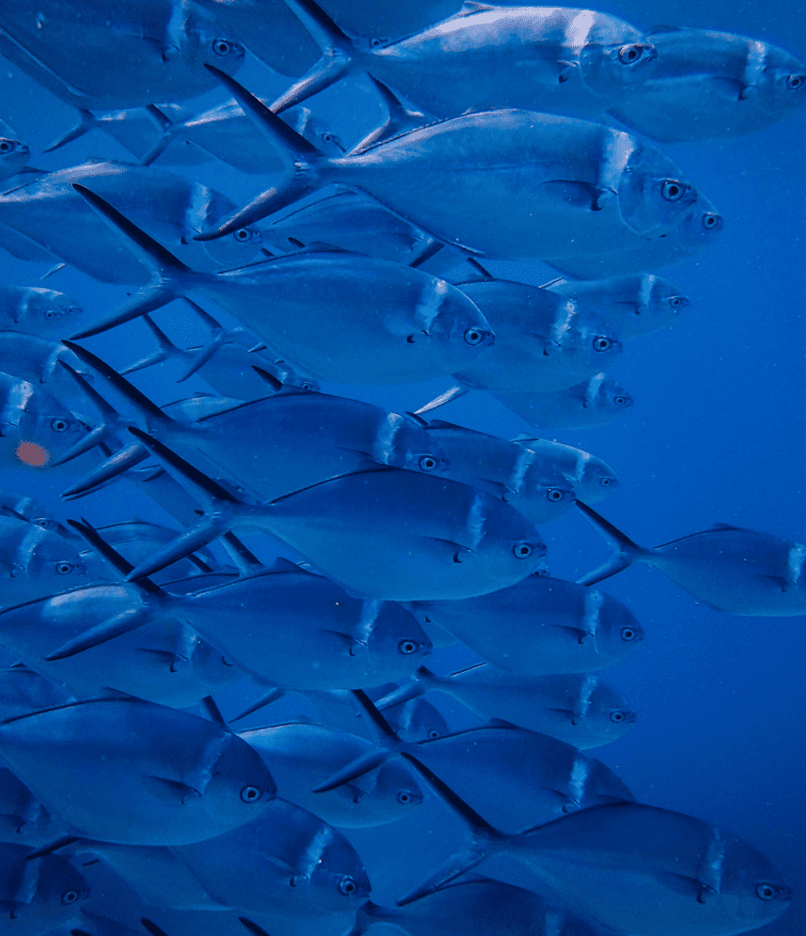 Global Fishing Watch – Strategy Activation